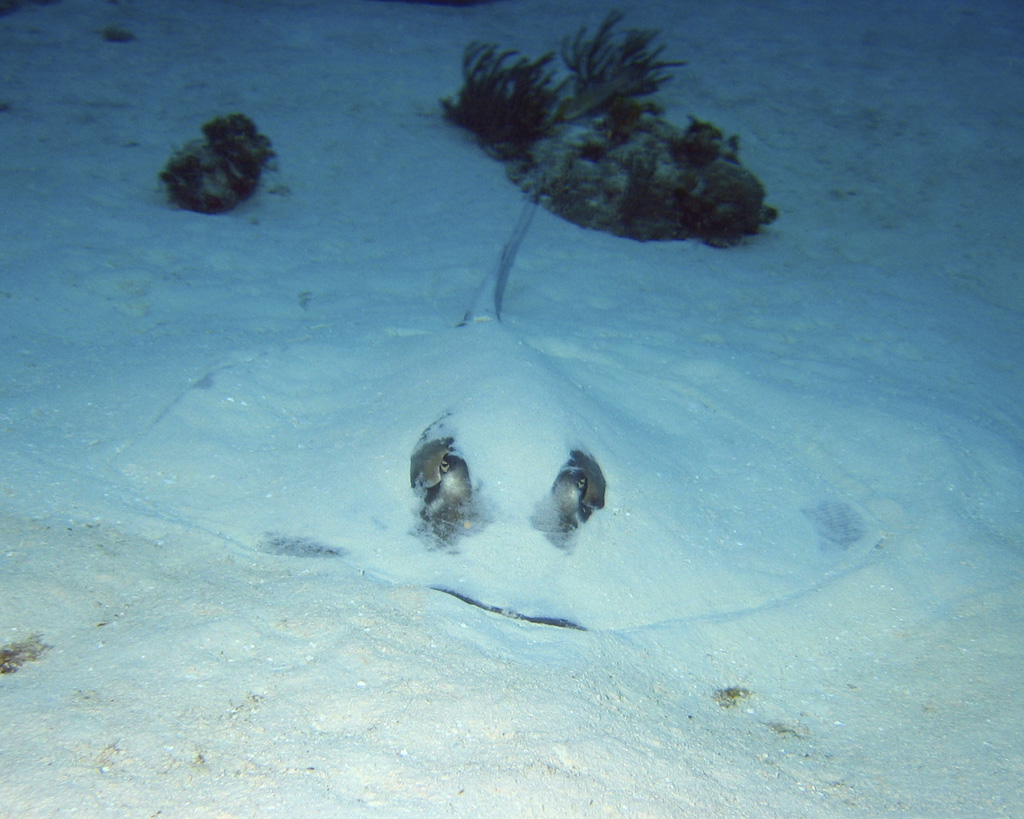 Southern Stingray