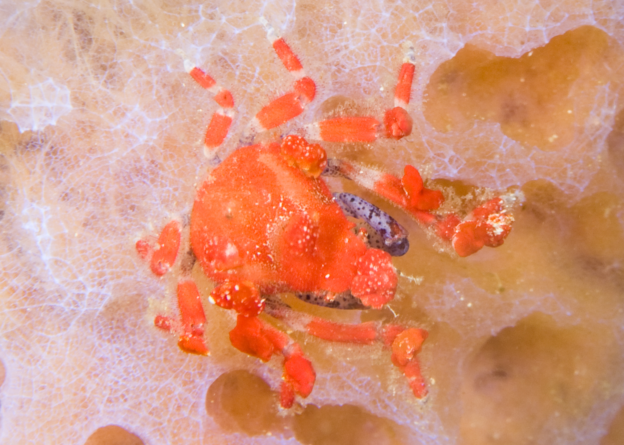 Southern teardrop crab