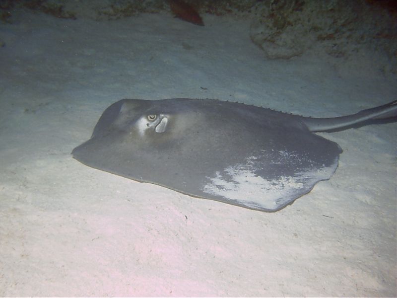 Southern_Stingray