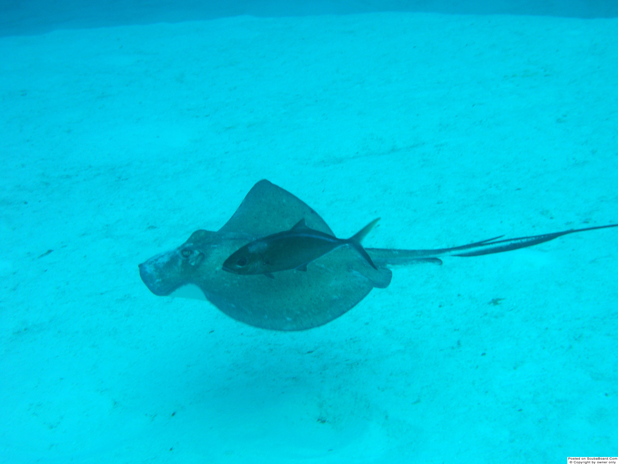 Southern_Stingray_Jack