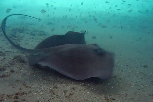 southernStingray2