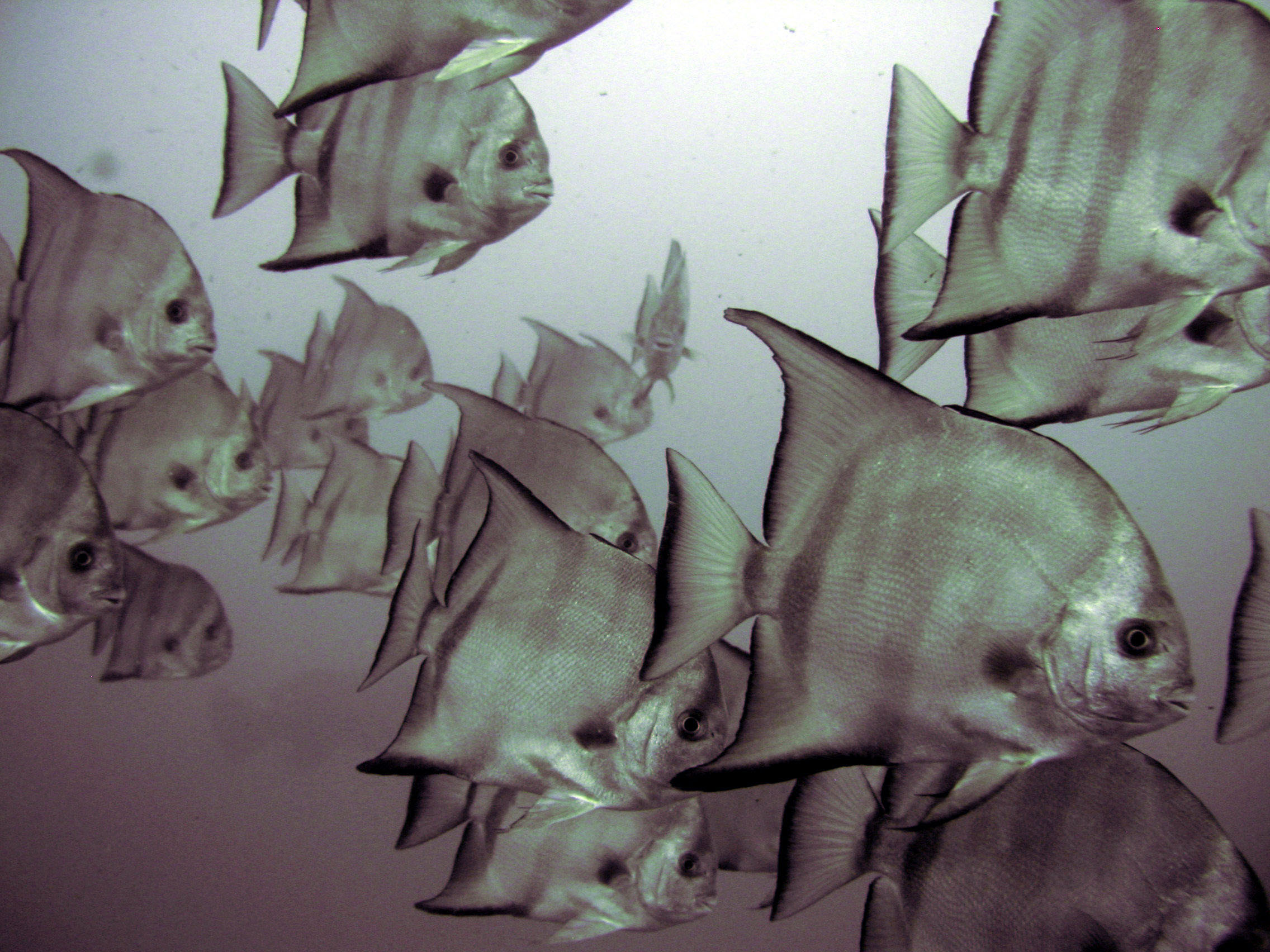 Spade fish above the Antilles