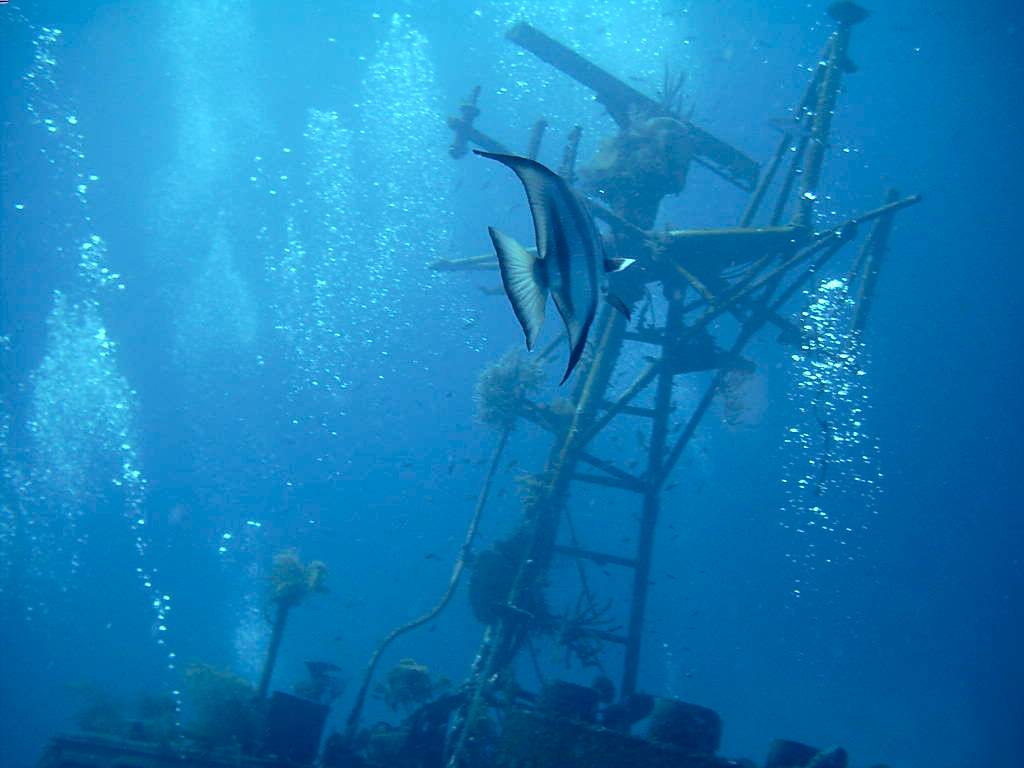 Spade Fish at David Tucker Wreck (Nassau, Bahamas 090104)