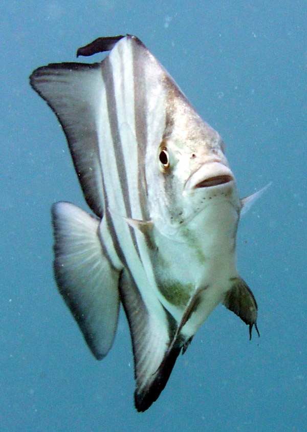 spadefish - destin jetties