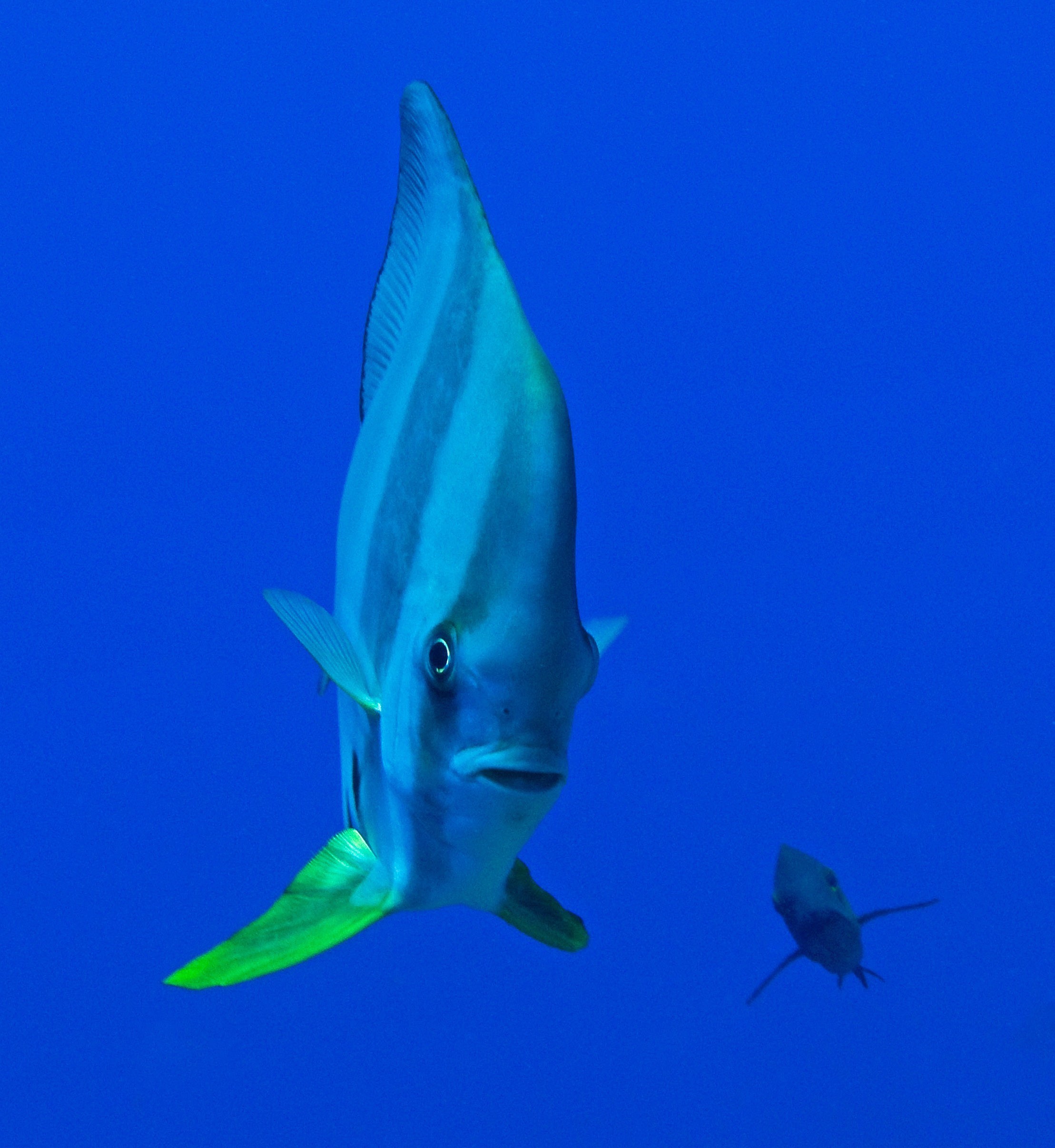 Spadefish & Friend