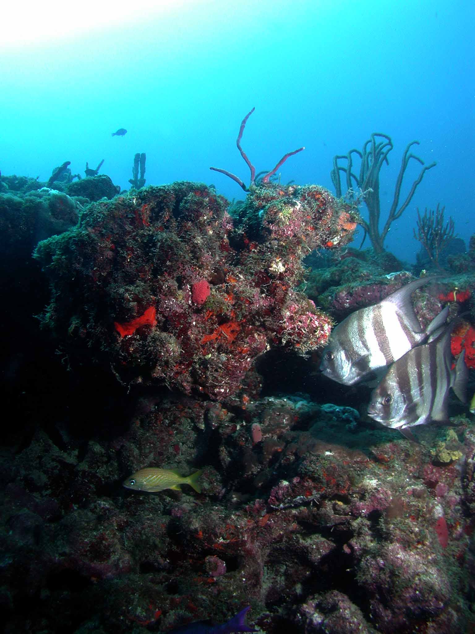 Spadefish on Delray Ledge