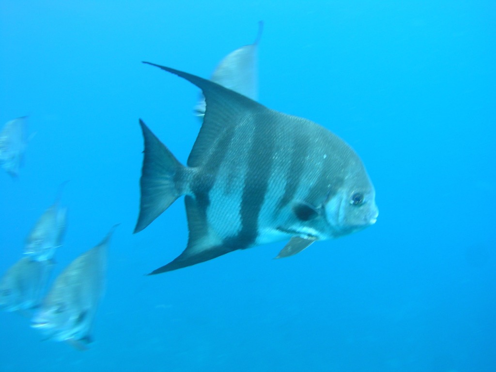 Spadefish