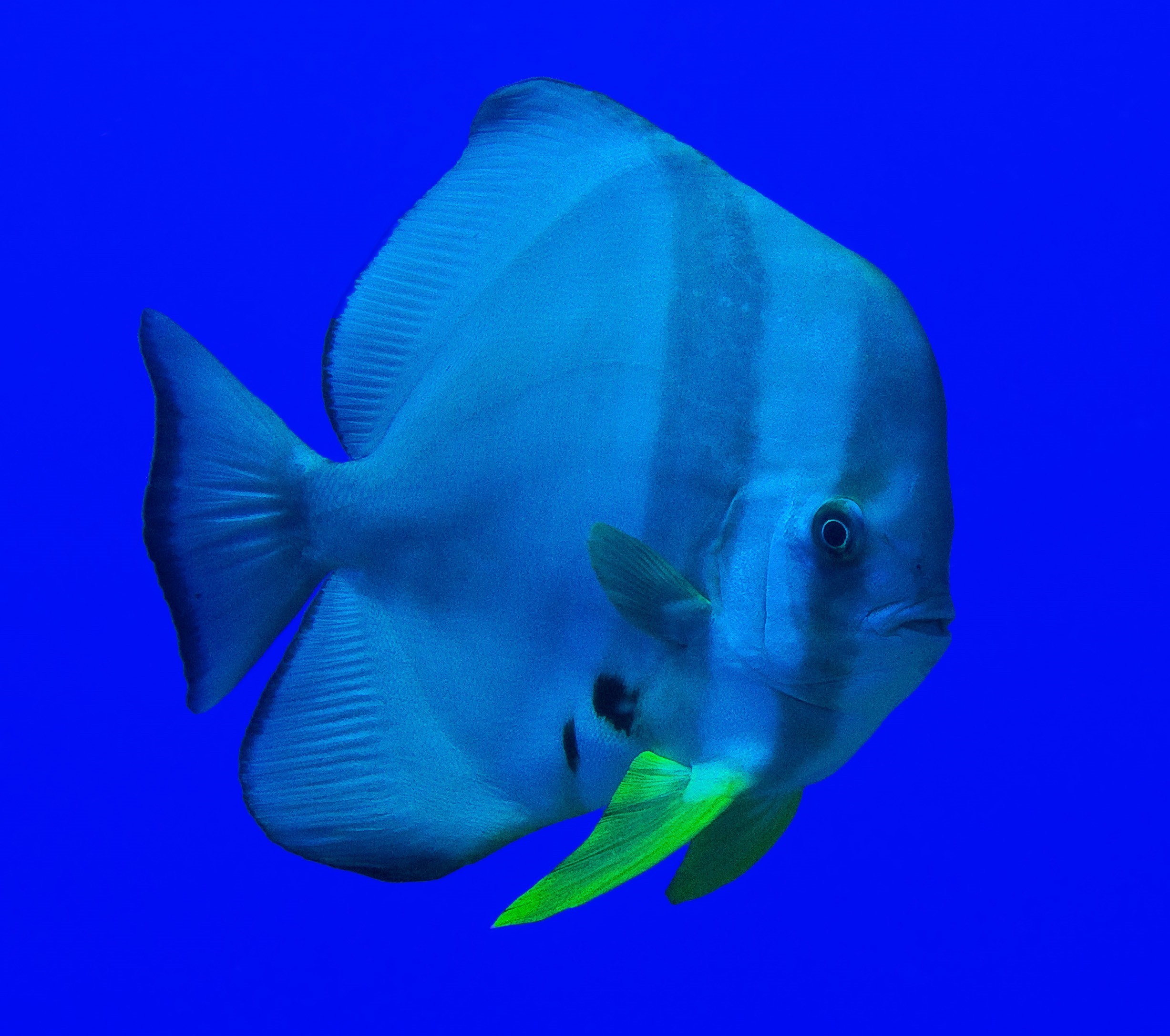 Spadefish