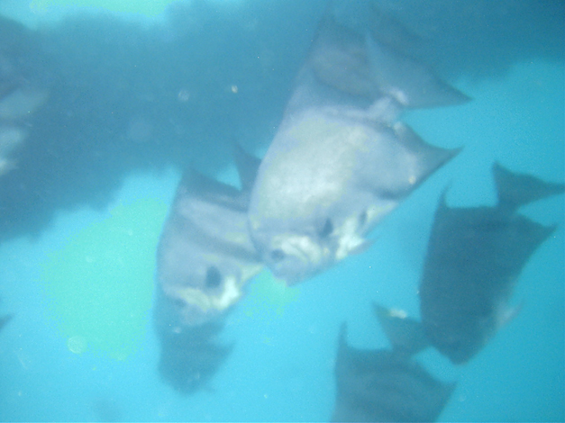 spadefish3