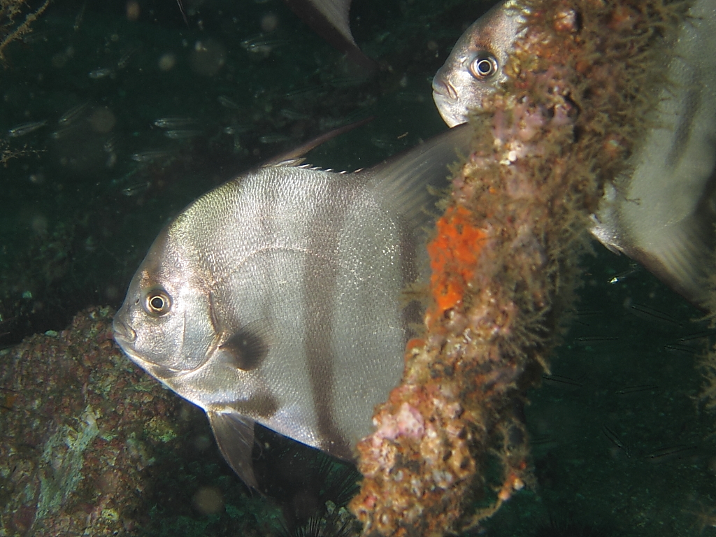 spadefish601