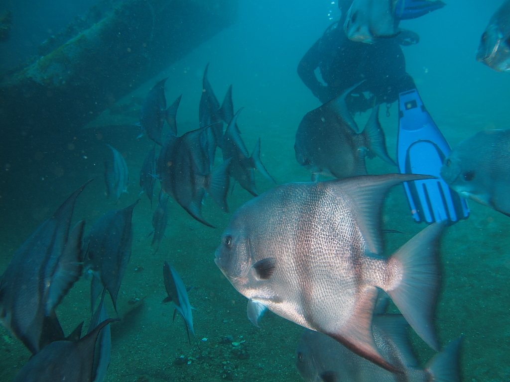 spadefish900