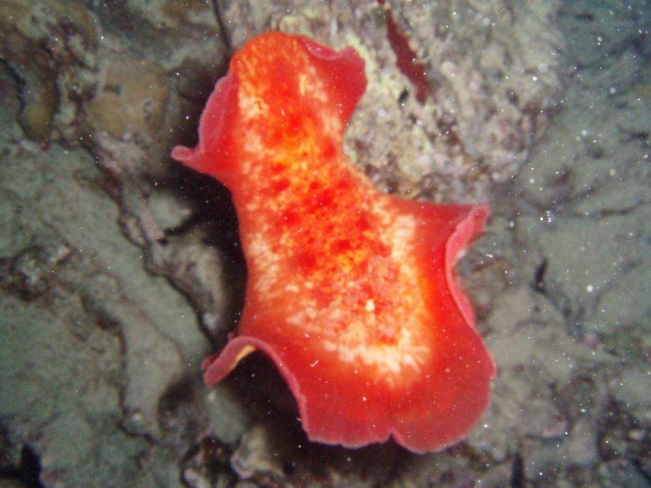 Spanish Dancer dancing with me