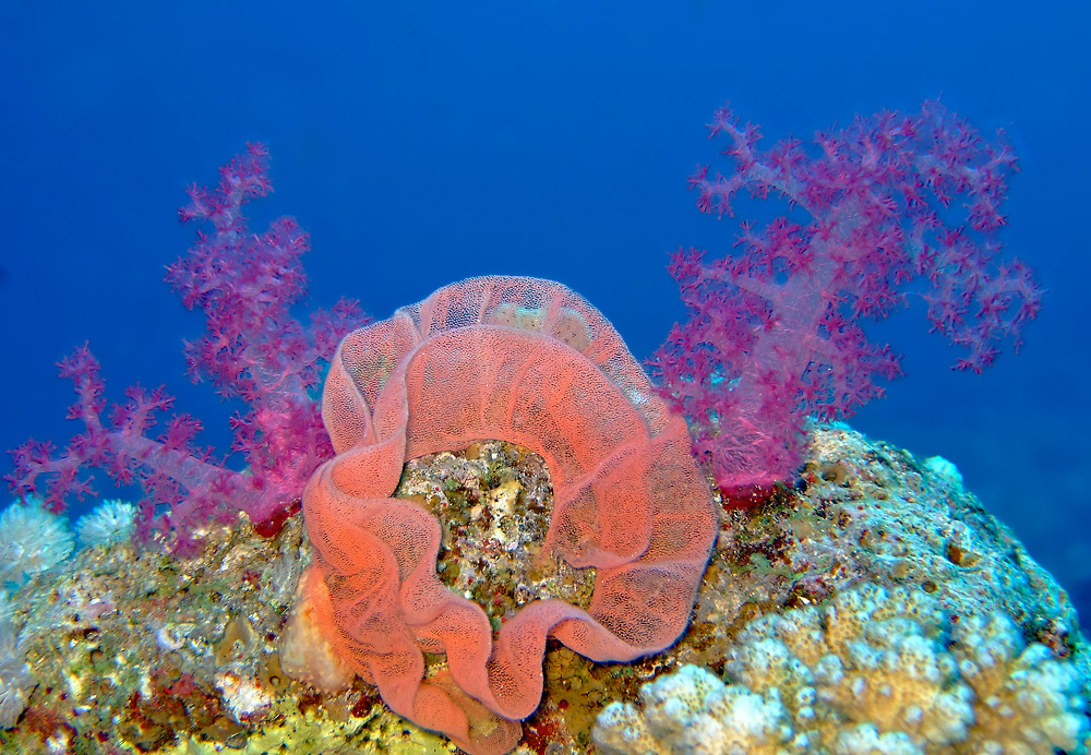 Spanish dancer egg cluster among Dendronephthyas