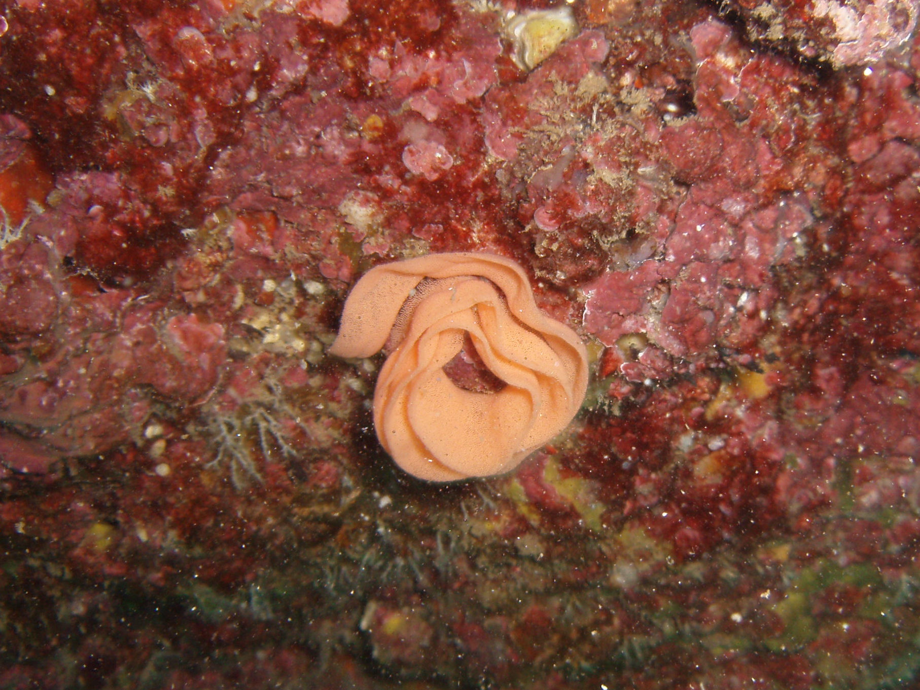 Spanish Dancer Eggs