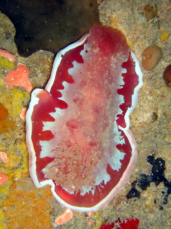 Spanish Dancer Hexabranchus sanguineus 3