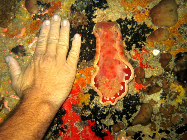 Spanish Dancer Hexabranchus sanguineus 4