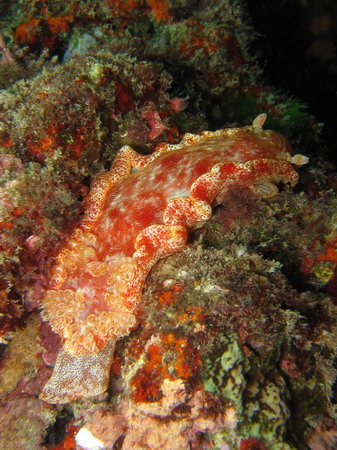 Spanish Dancer Hexabranchus sanguineus