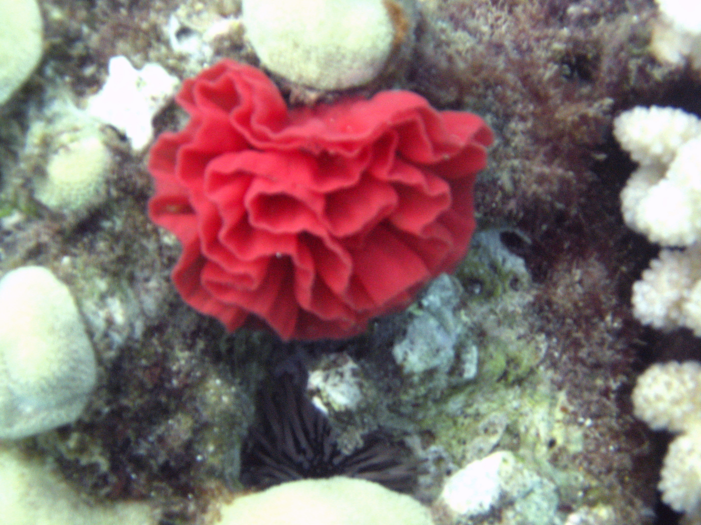 spanish dancer nest