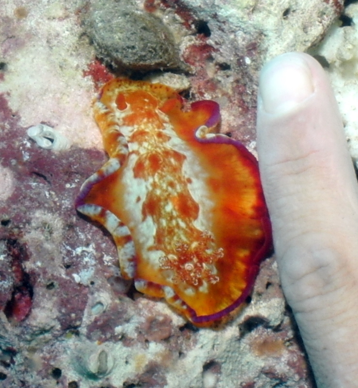 Spanish dancer nudibranch