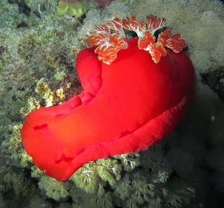 Spanish dancer