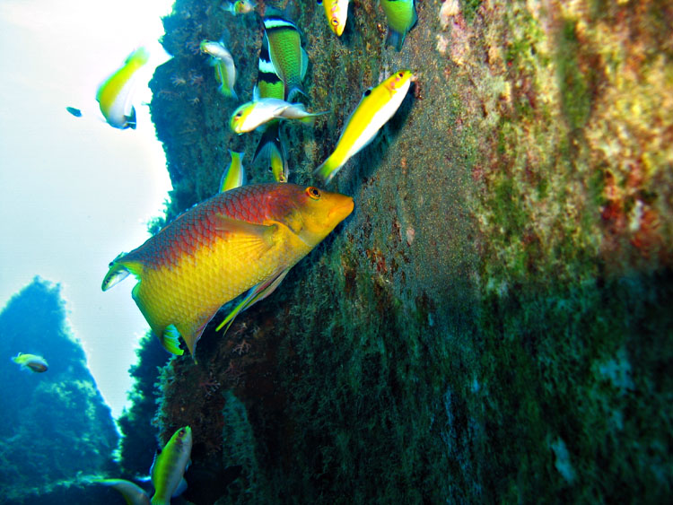 Spanish hogfish feeding