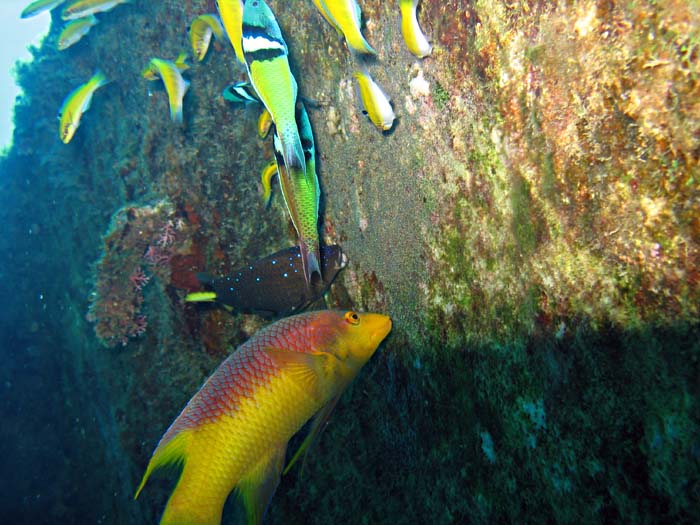 Spanish Hogfish