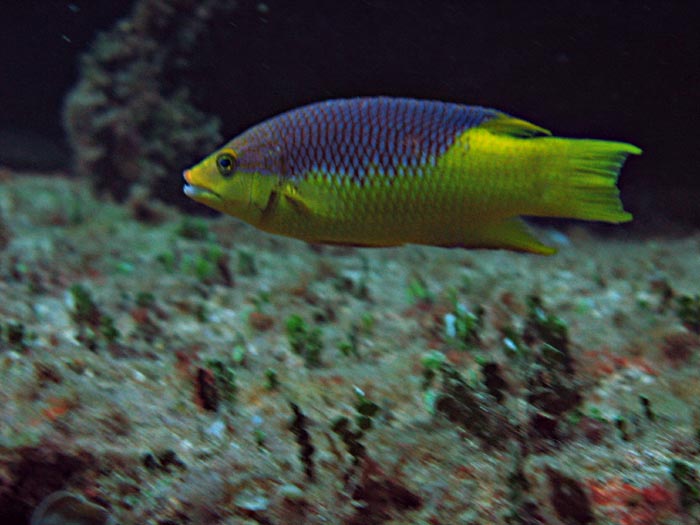 Spanish Hogfish