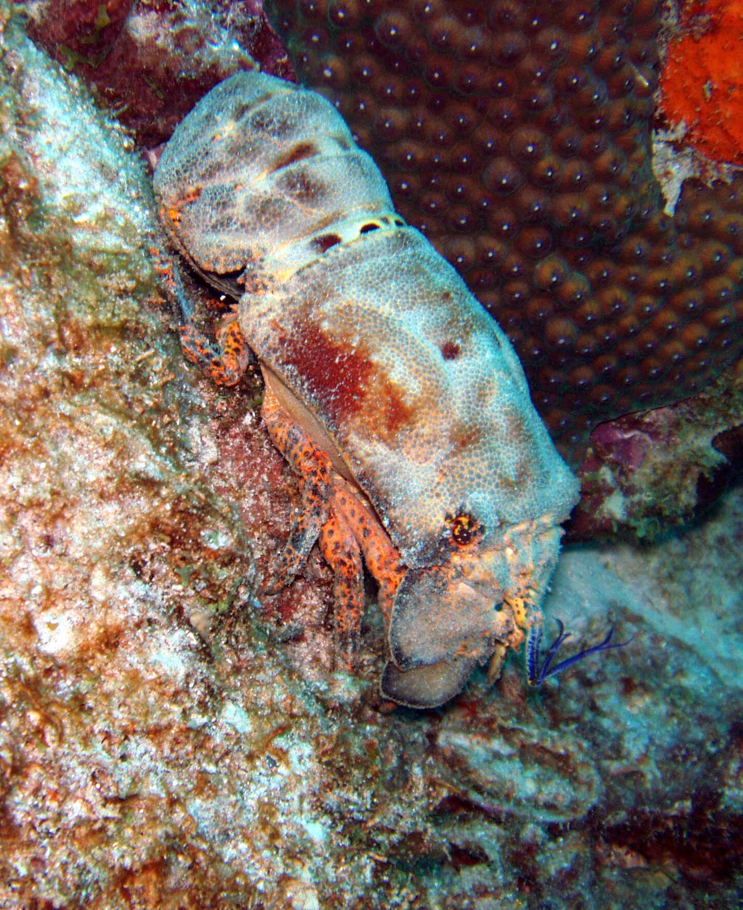 Spanish Lobster -Bonaire