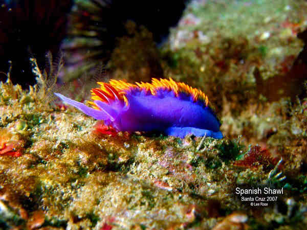 Spanish Shawl Nudibranch