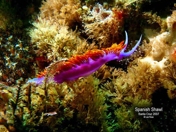 Spanish Shawl Nudibranch