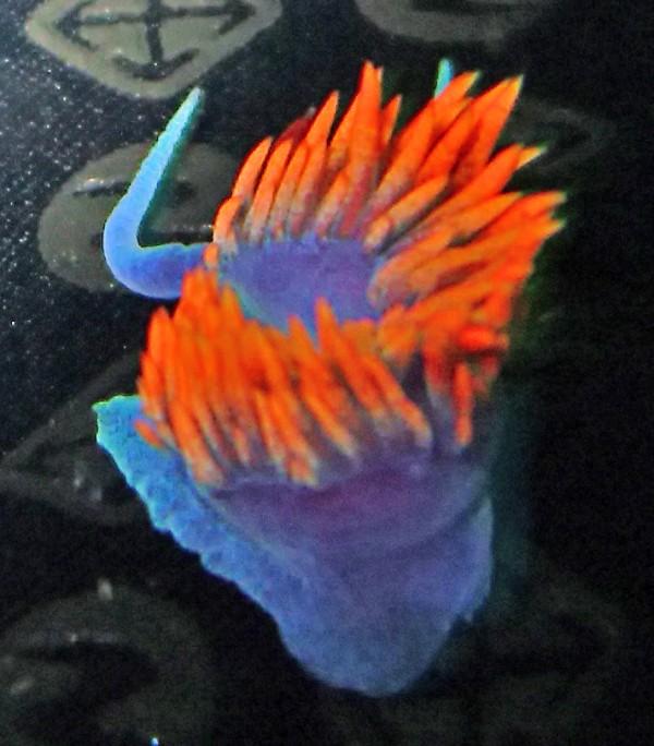 Spanish Shawl Nudibranch