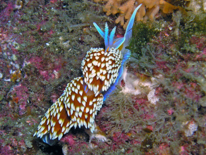 Spanish Shoal - San Clemente