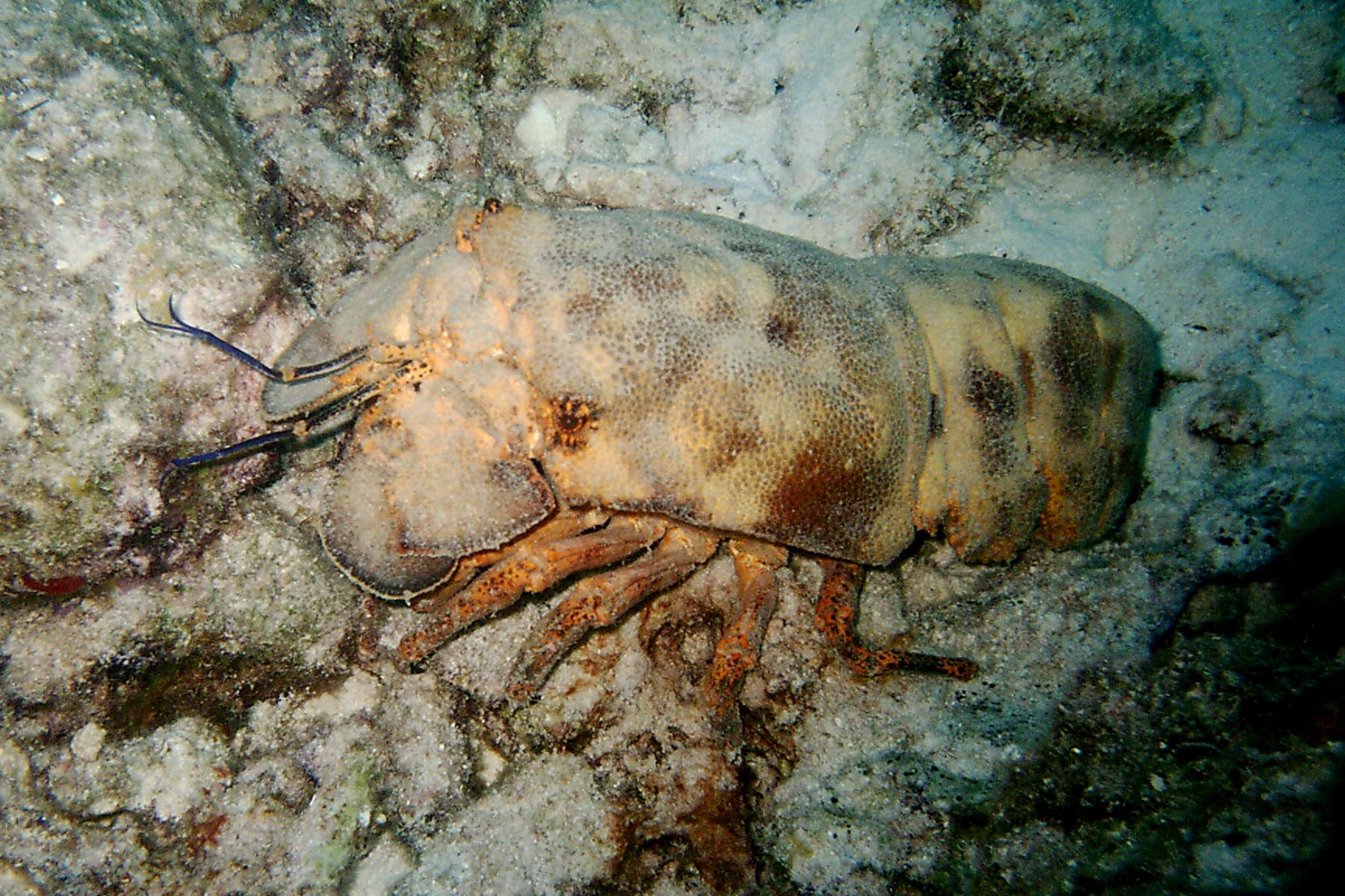 Spanish (Shovelnose) Lobster