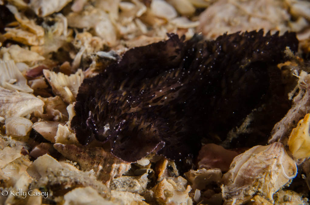 Sparkly_black_shag_carpet_flatworm