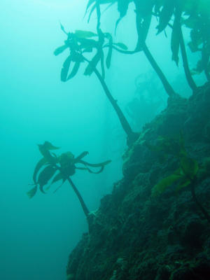 sparse winter kelp