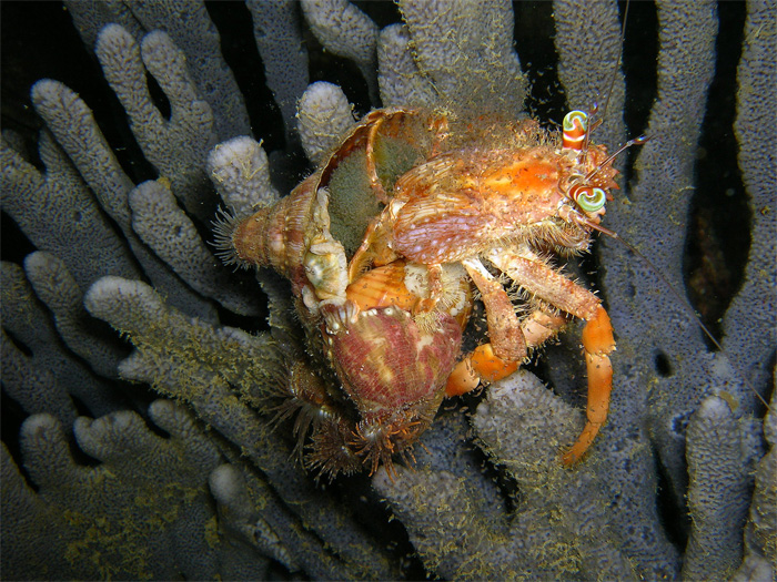 Spawning hermit crab