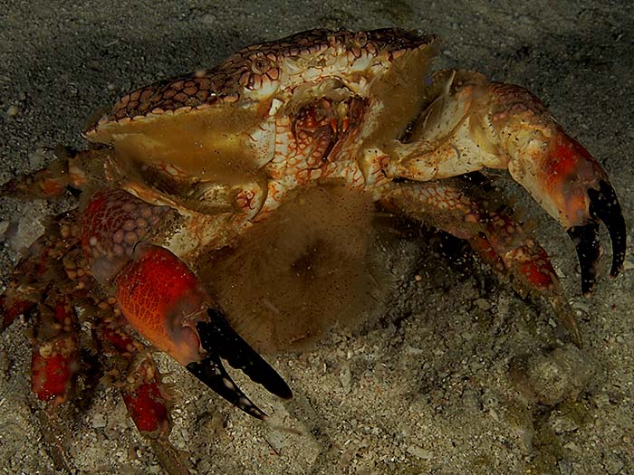 spawning_crab