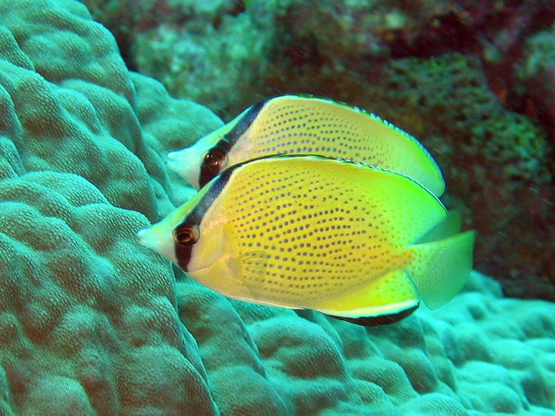 Speckled Butterflyfish