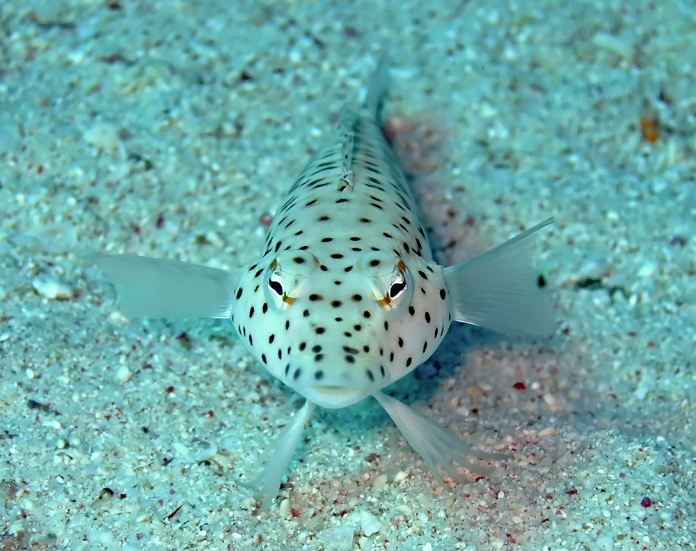 Speckled sandperch