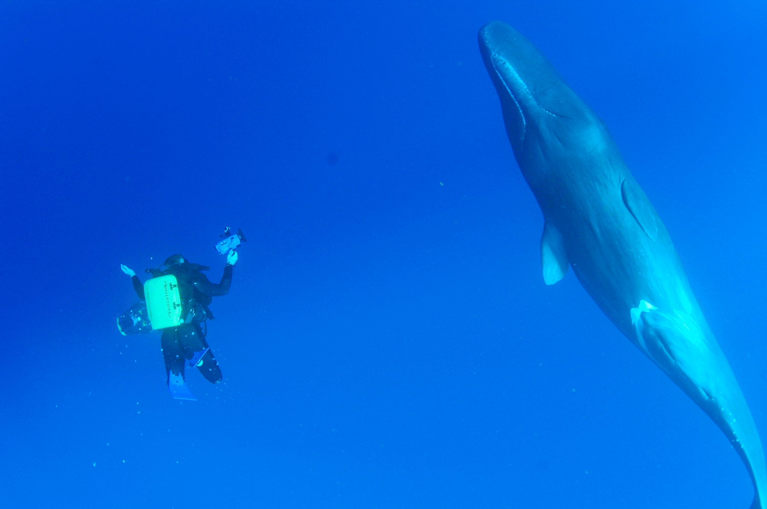 Sperm-Whale-Dominica-_29_