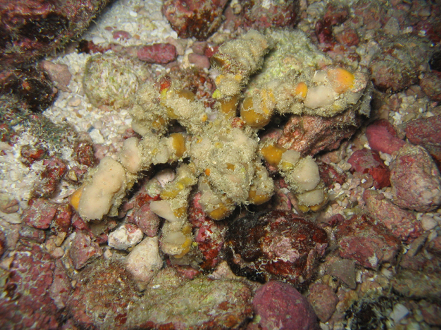 spider crab