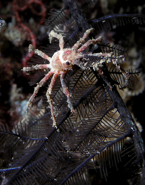 Spider Crab