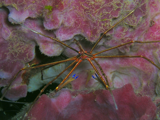 Spider Crab