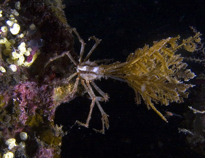 Spider Crab_01