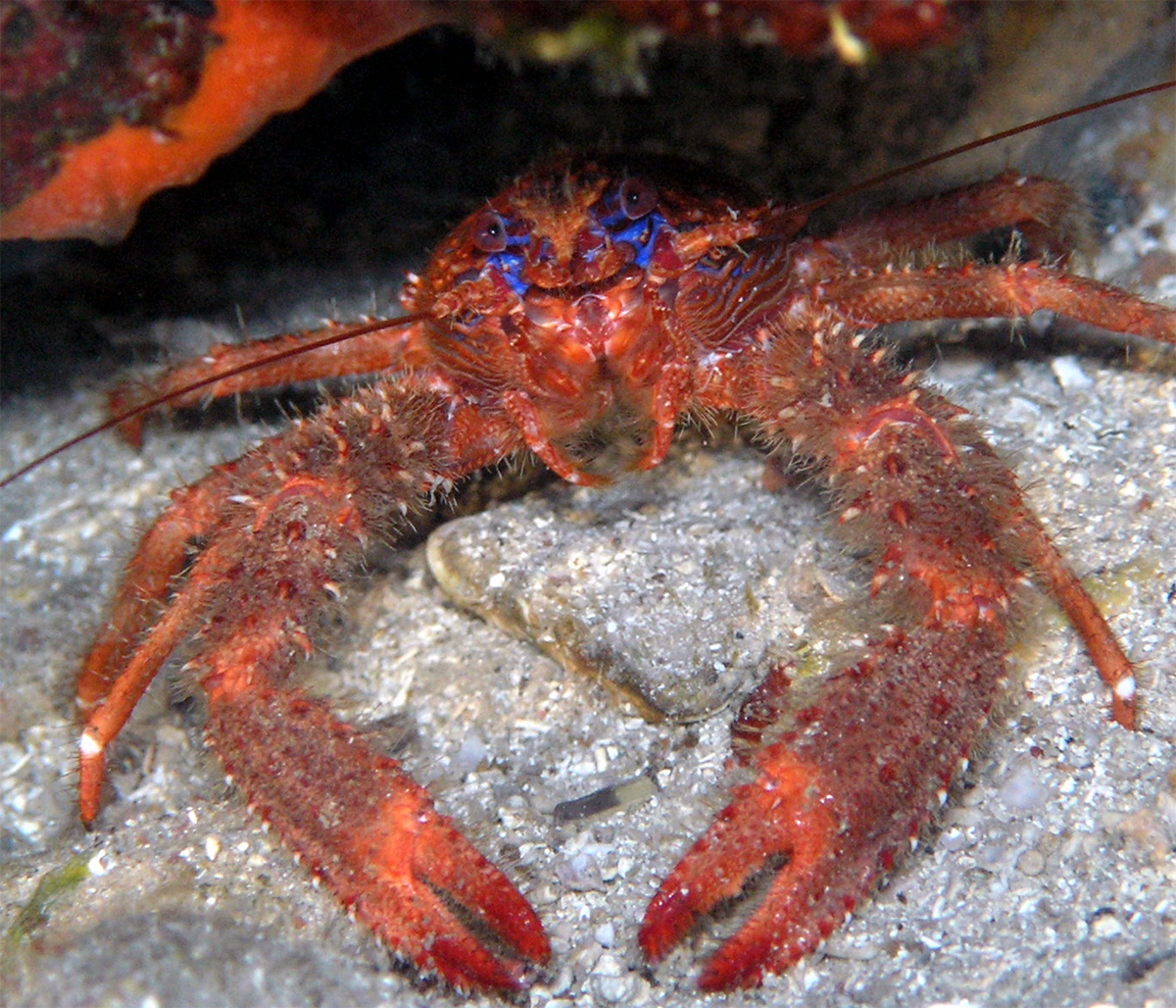 spider_crab