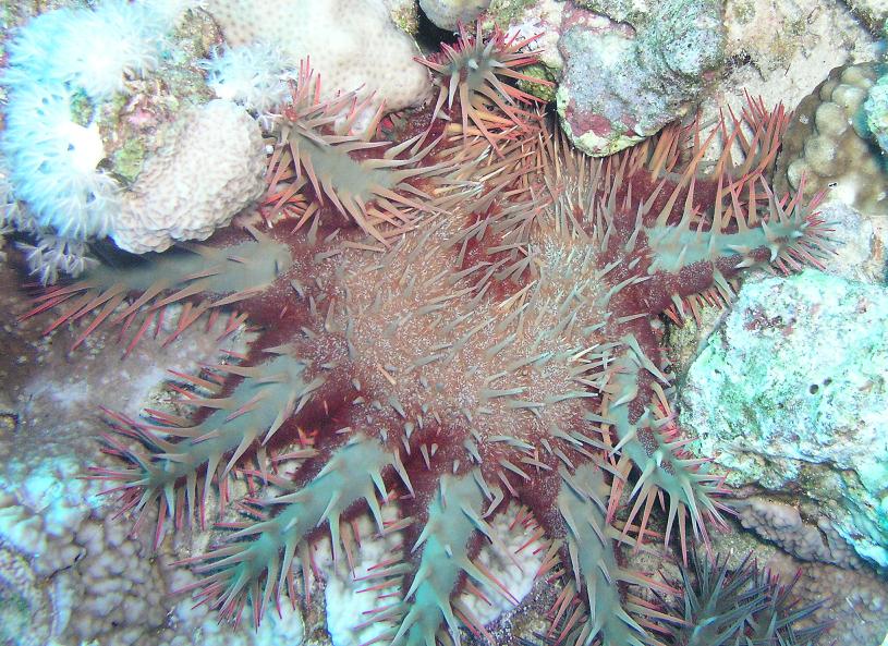 Spiky starfish