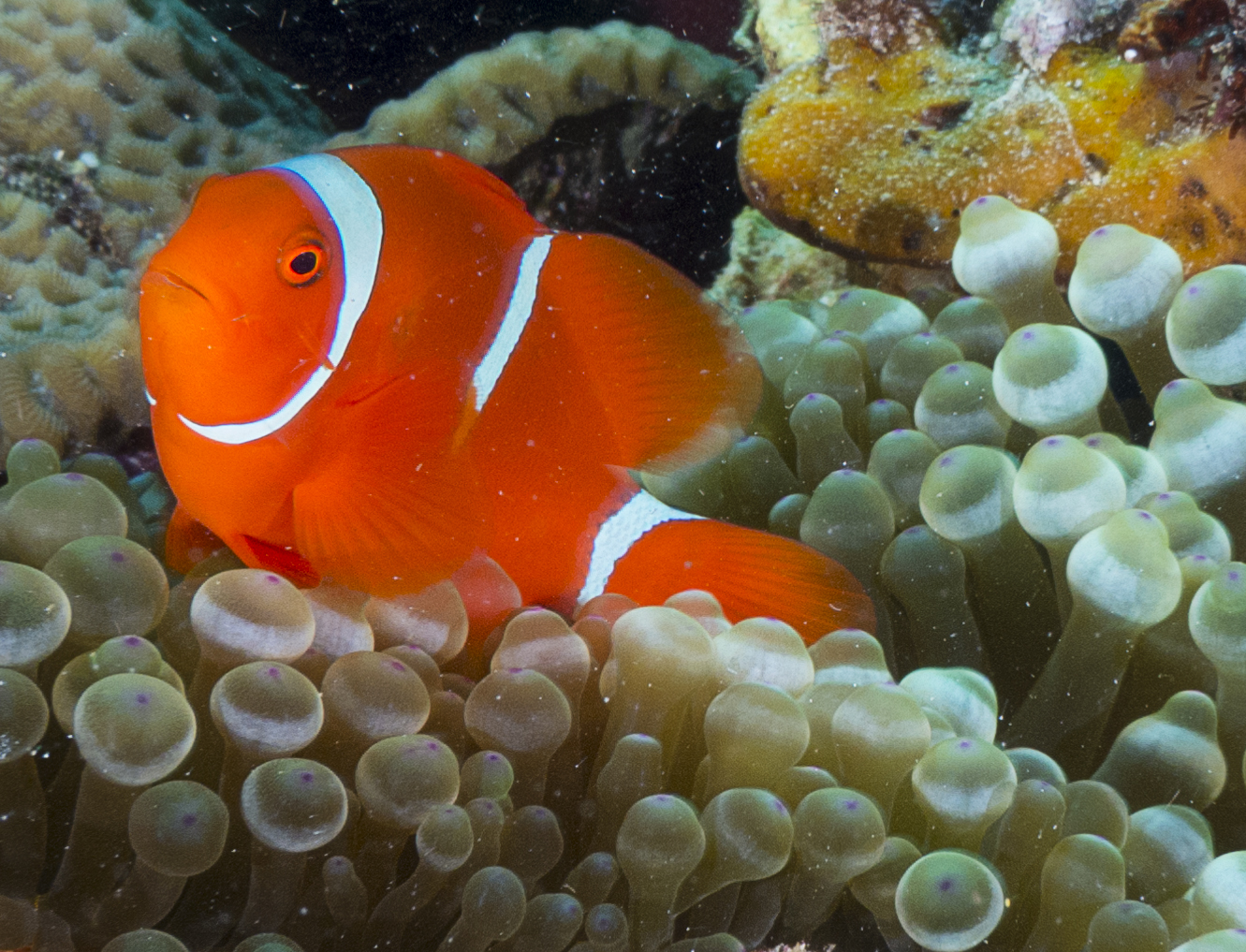 Spine Cheek Anemone Fish