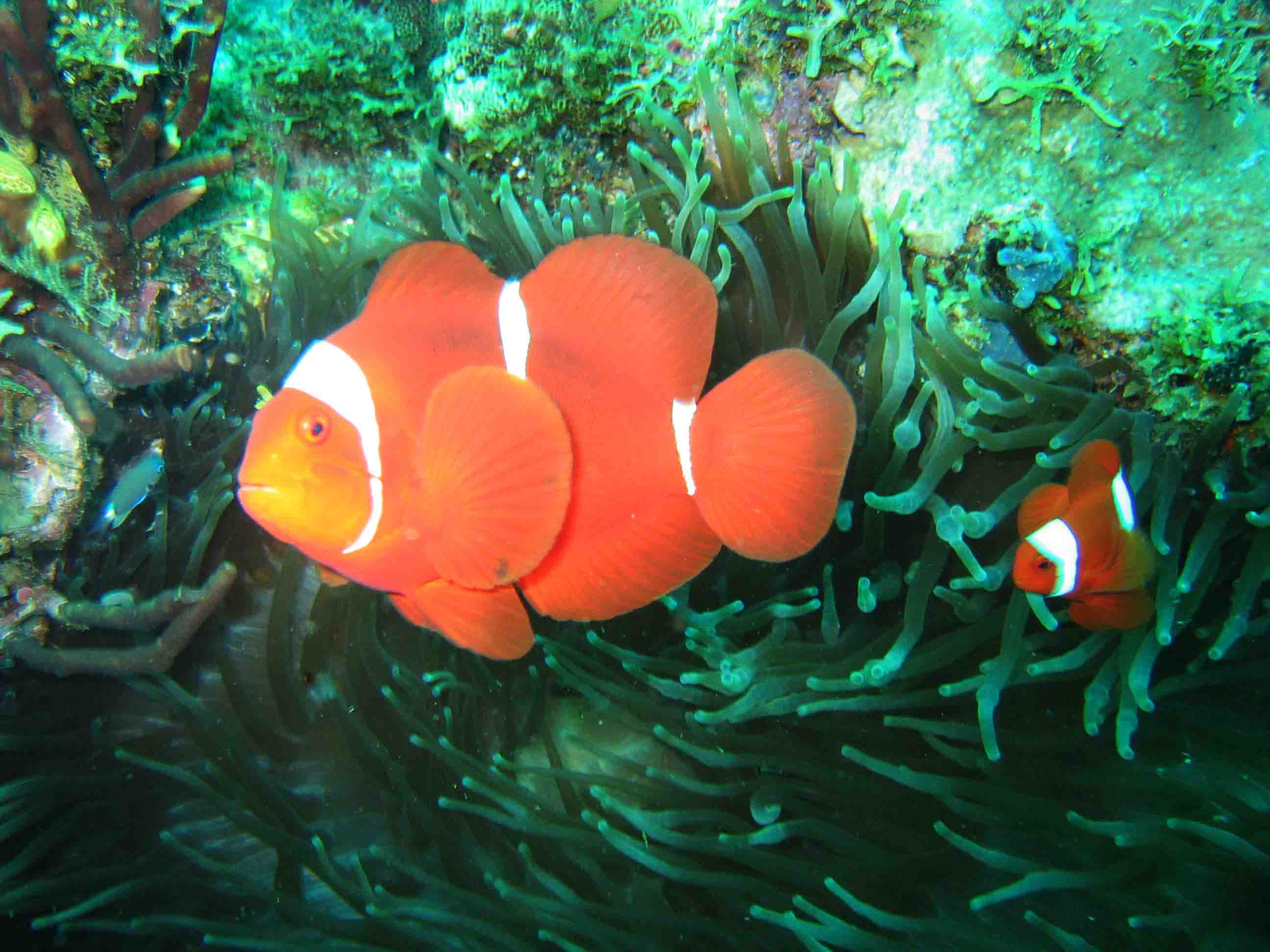 Spinecheek Anemone Fish