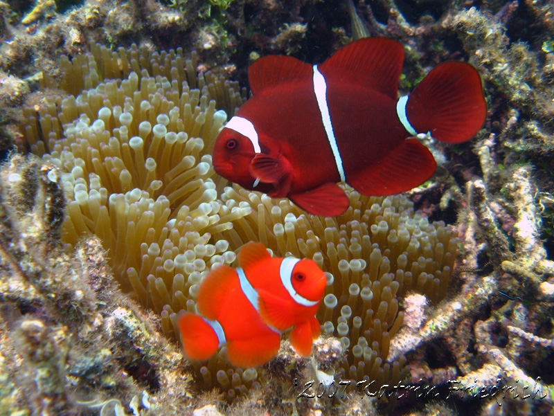 spinecheek anemonefish