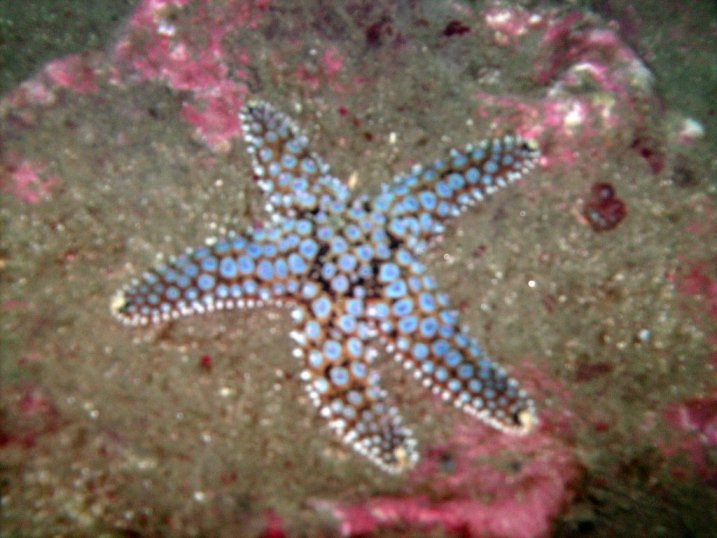 spined star (Pisaster giganteus)